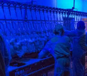 Chicken Blue Light1